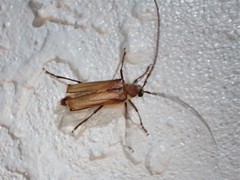 Ochrocydus huttoni