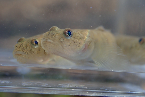 Bigmouth gudgeon goby (Gymnogobius macrognathos) — Gobiidae