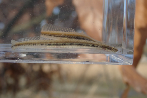 Gill's goby (Eutaeniichthys gilli) — Gobiidae — 4