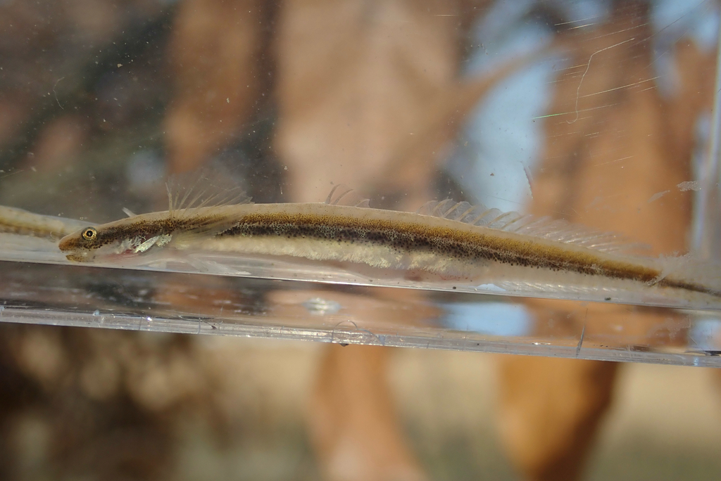 Gill's goby (Eutaeniichthys gilli) — Gobiidae