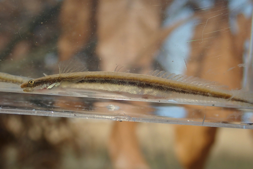 Gill's goby (Eutaeniichthys gilli) — Gobiidae