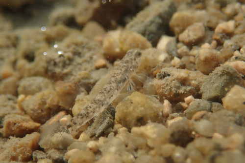 Masago snubnose goby (Pseudogobius masago) — Gobiidae — 4