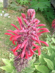 Lobelia tupa
