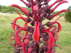 Lobelia tupa