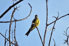 Tyrannus melancholicus