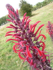 Lobelia tupa