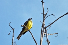 Tyrannus melancholicus