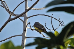 Tyrannus melancholicus