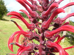 Lobelia tupa