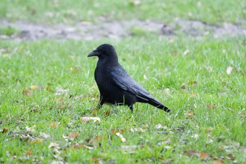 Carrion Crow
