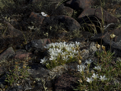 Pseudocherleria macrocarpa