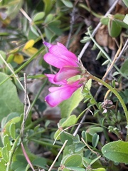 Sean Hartnett, CC BY, iNaturalist via GBIF Sulla glomerata, photograph Sean Hartnett, CC BY, iNaturalist via GBIF
