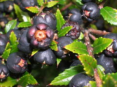 Gaultheria phillyreifolia
