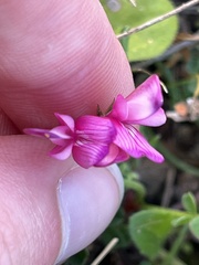 Sean Hartnett, CC BY, iNaturalist via GBIF Sulla glomerata, photograph Sean Hartnett, CC BY, iNaturalist via GBIF