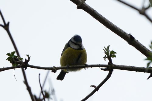 Eurasian Blue Tit