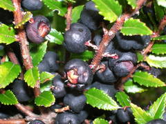 Gaultheria phillyreifolia