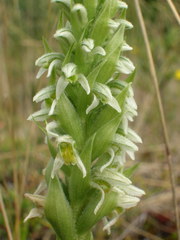 Brachystele unilateralis