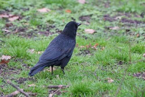 Carrion Crow