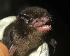 Eptesicus brasiliensis