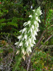 Brachystele unilateralis