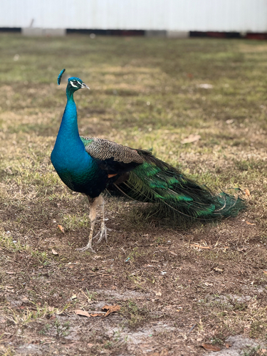Indian Peafowl