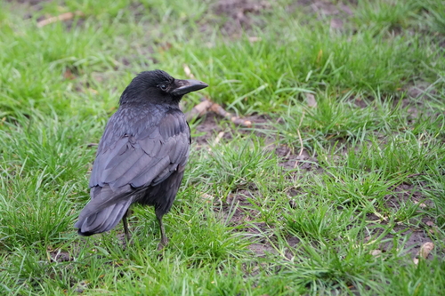 Carrion Crow