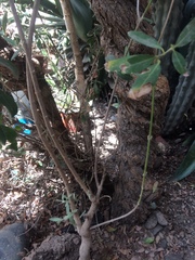 Callaeum macropterum