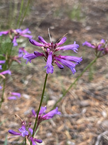 Penstemon gracilentus