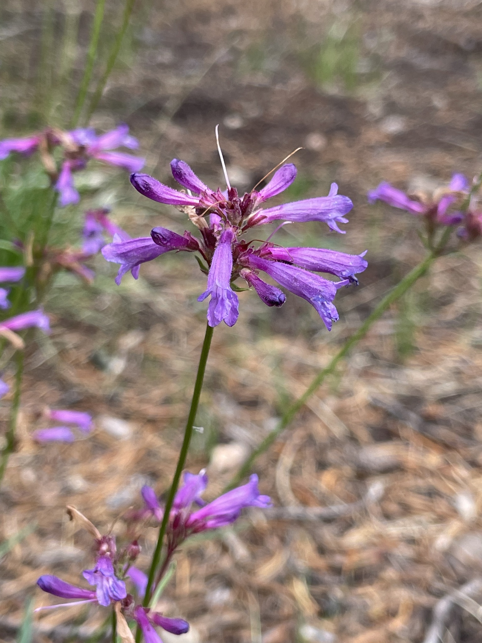 Penstemon gracilentus