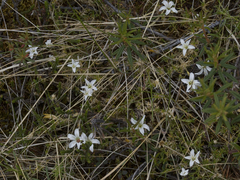 Pseudocherleria macrocarpa