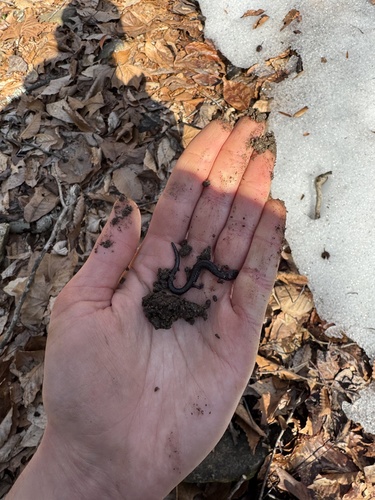 Eastern Red-backed Salamander observed by lowkey_forestry