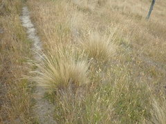 Festuca novae-zelandiae