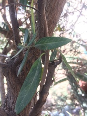 Callaeum macropterum