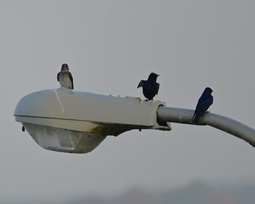 Purple Martin observed by royaltyler