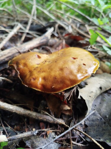 Phlebopus beniensis