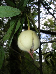 Crinodendron hookerianum