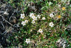 Pseudocherleria macrocarpa
