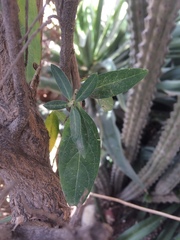 Callaeum macropterum