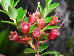 Metrosideros stipularis