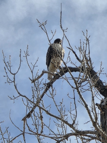 Red-tailed Hawk