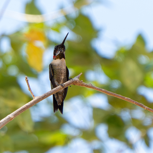 Ruby-throated Hummingbird observed by tonybatista