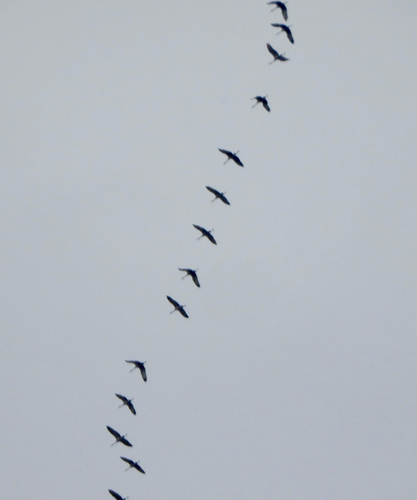 Sandhill Crane observed by creepycrittersftw