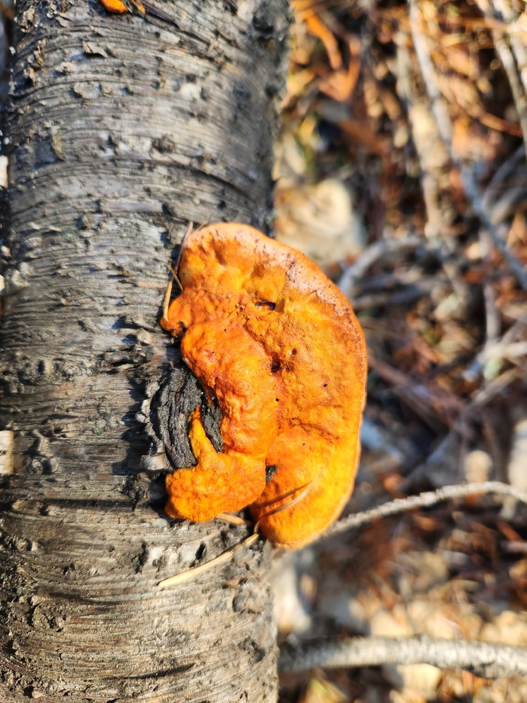 Trametes cinnabarina · February 2026 · photo: © lytiic (iNaturalist, cc-by-nc)