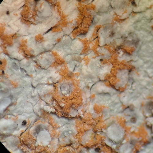 Trentepohlia odorata