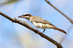 Streaked Flycatcher photo 1