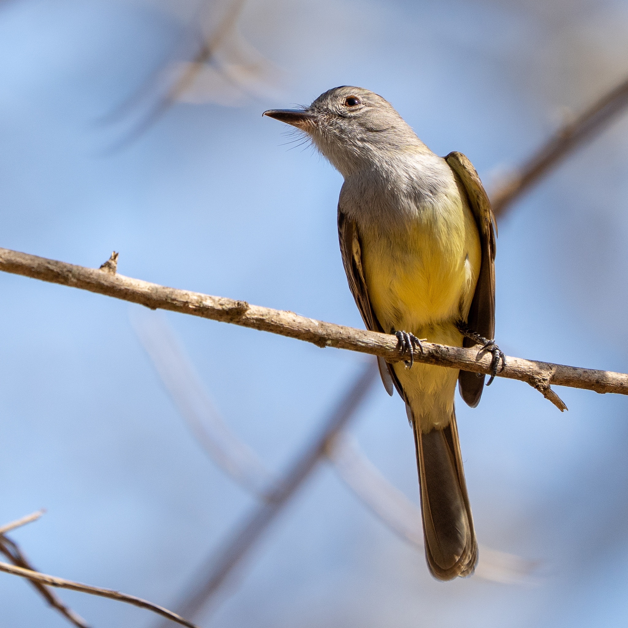 Panama Flycatcher (Myiarchus panamensis), photo 7