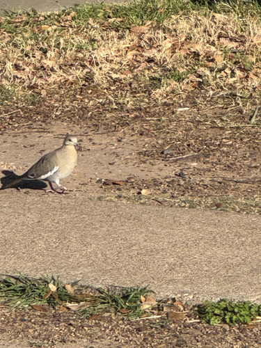 White-winged Dove observed by bio-fiestypuma