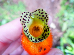 Kohleria affinis