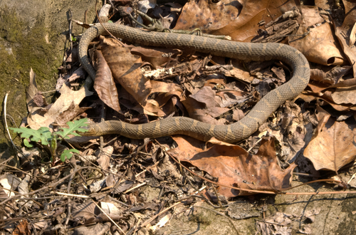 Common Watersnake observed by erikp50