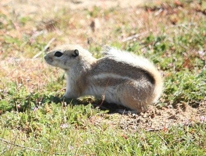 Nelson's Antelope Squirrel observed by kiminca